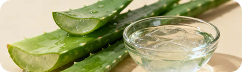 Aloe leaves beside a small dish of clear gel